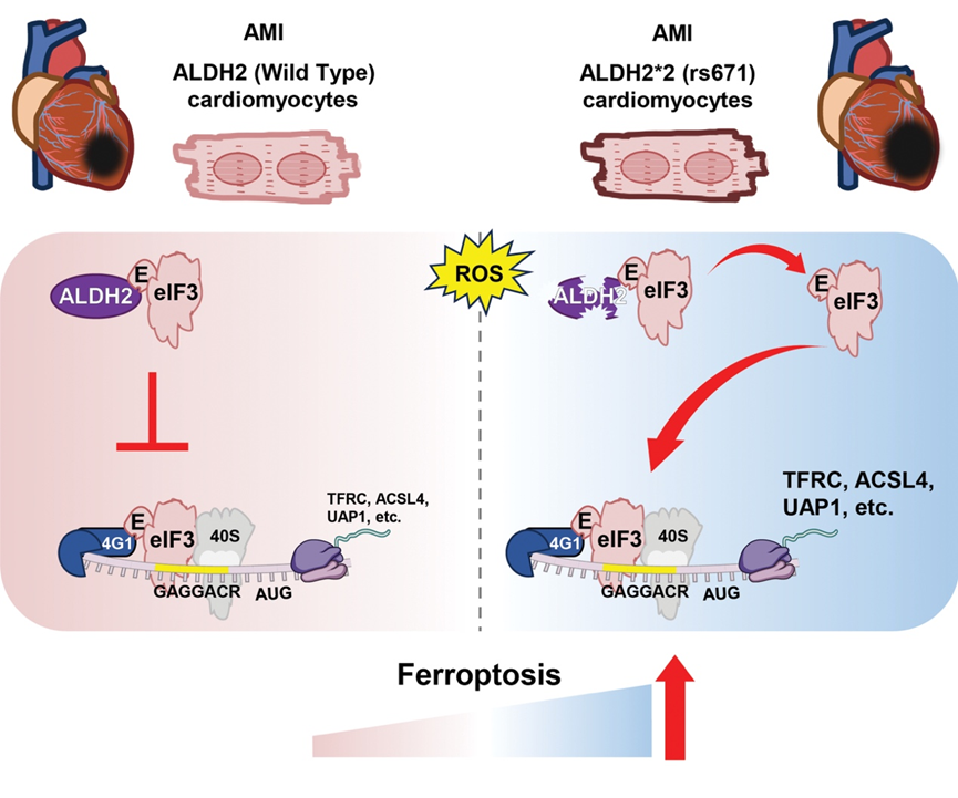 Professor Huiyong YIN’s Team Identified Protein Translation in Regulating Ferroptosis in Myocardial Infarction